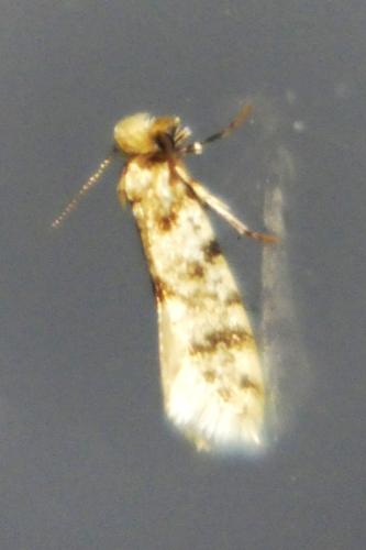 Eumasia parietariella